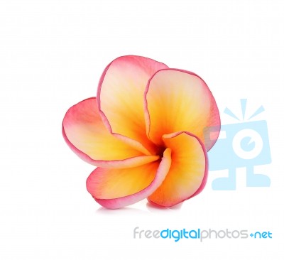 Red Frangipani Flower Isolated On The White Background Stock Photo