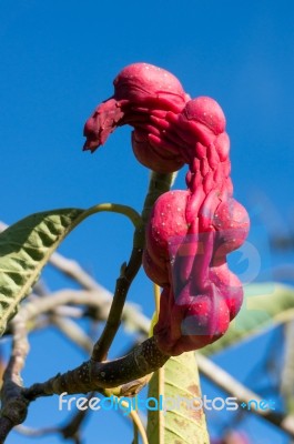 Red Fruit Of A Saucer Magnolia Stock Photo