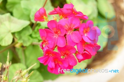 Red Geranium Flower Close Up Stock Photo