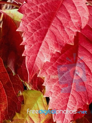 Red Grape Leaves Stock Photo