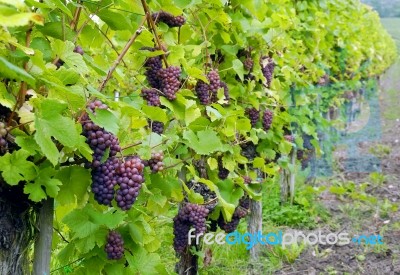 Red Grapes Stock Photo