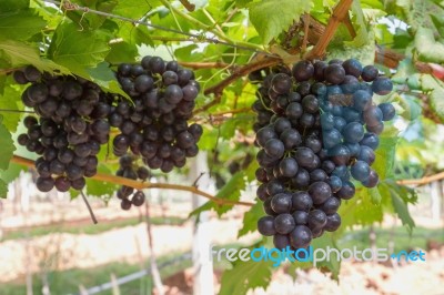 Red Grapes On The Vine Stock Photo