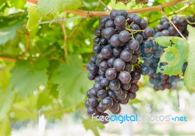 Red Grapes On The Vine Stock Photo