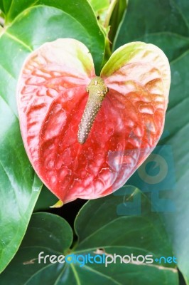 Red Green Flamingo Flower In Garden Stock Photo