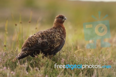 Red Grouse And Flowering Heather Stock Photo