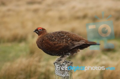 Red Grouse On Post Stock Photo