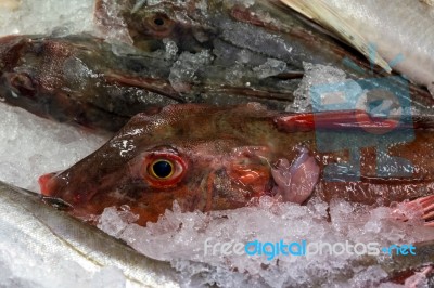 Red Gurnard (chelidonichthys Cuculus) On Ice Stock Photo