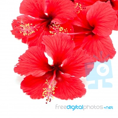 Red Hibiscus Stock Photo