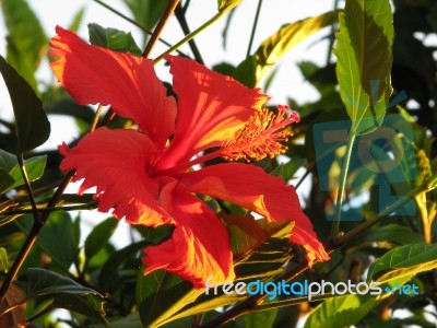 Red Hibiscus Stock Photo