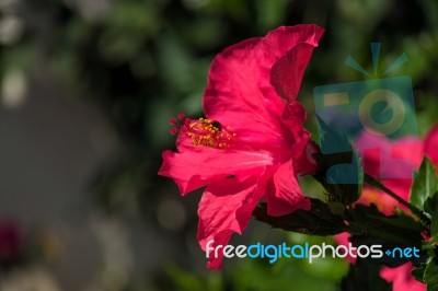 Red Hibiscus Flower Blooming In Calahonda Stock Photo