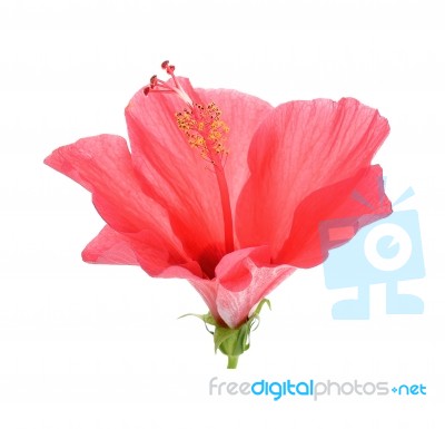 Red Hibiscus Flower On The White Background Stock Photo