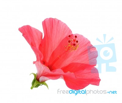 Red Hibiscus Flower On The White Background Stock Photo