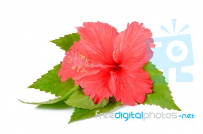 Red Hibiscus Flower On The White Background Stock Photo