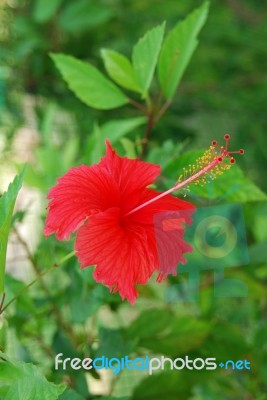 Red Hibiscus Pistilles Flower Stock Photo