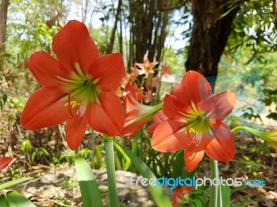 Red Hippeastrum Stock Photo