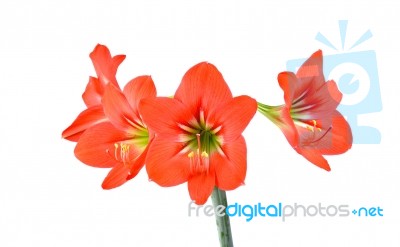 Red Hippeastrum Isolated On White Background Stock Photo