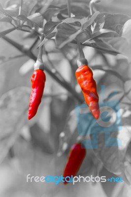 Red Hot Chili On Black And White Background Stock Photo