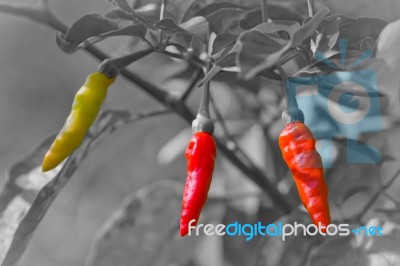 Red Hot Chili On Black And White Background Stock Photo