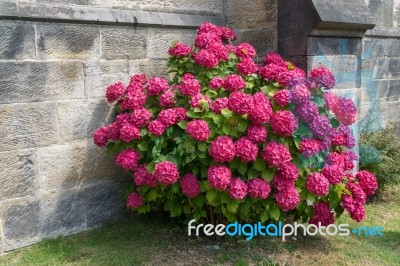 Red Hydrangea Stock Photo