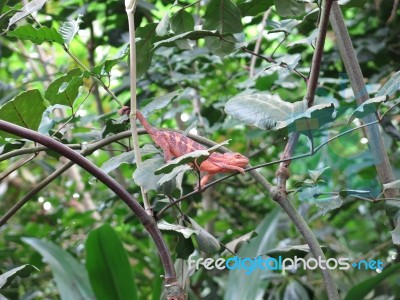 Red Iguana In Tree Stock Photo