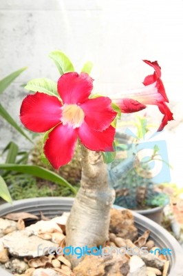 Red Impala Lily Flower In Plastic Pot Stock Photo