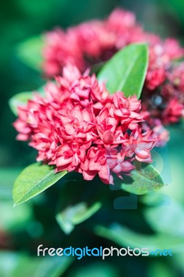 Red Ixora Flower Vintage Style (rubiaceae) Stock Photo