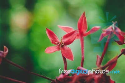 Red Ixora Macro Flower Stock Photo