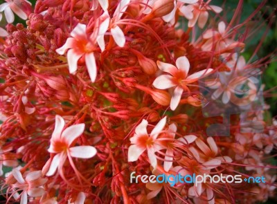 Red Ixora Pavetta Flowers In Canning Hill, Thailand Stock Photo