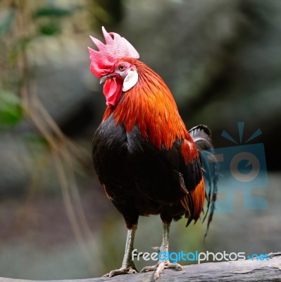 Red Junglefowl Stock Photo