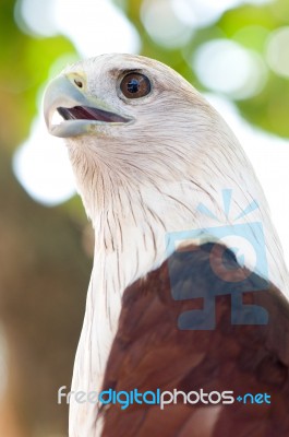 Red Kite Stock Photo