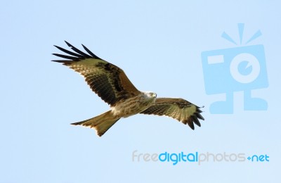 Red Kite Bird Of Prey Stock Photo