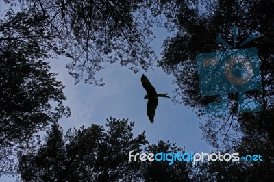 Red Kite Silhouette Stock Photo