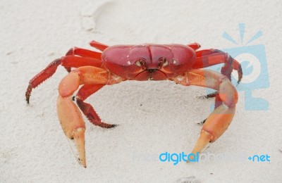 Red Land Crab, Cardisoma Crassum, In The Sand Stock Photo