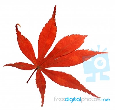 Red Leaf Stock Photo