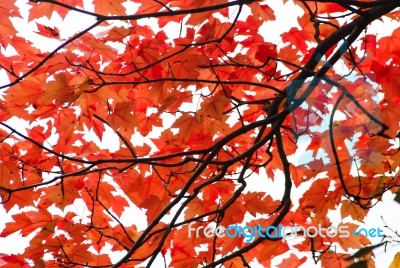 Red Leaves Stock Photo