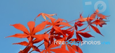 Red Leaves Stock Photo