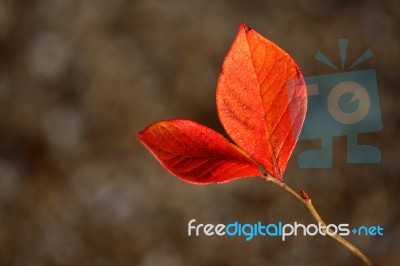 Red Leaves Stock Photo