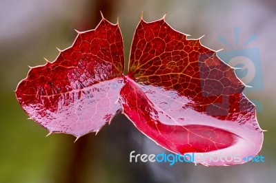 Red Leaves Mahonia Stock Photo