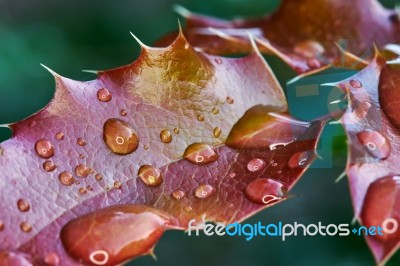 Red Leaves Mahonia Stock Photo