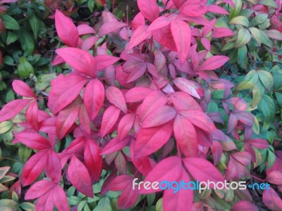 Red Leaves Of Sacred Bamboo Stock Photo