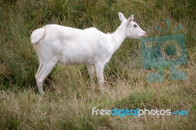 Red Lechwe Antelope (kobus Leche) Stock Photo