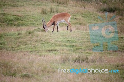 Red Lechwe Antelope (kobus Leche) Stock Photo