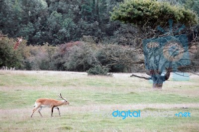 Red Lechwe Antelope (kobus Leche) Stock Photo