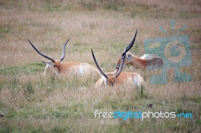 Red Lechwe Antelope (kobus Leche) Stock Photo