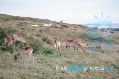 Red Lechwe Antelope (kobus Leche) Stock Photo