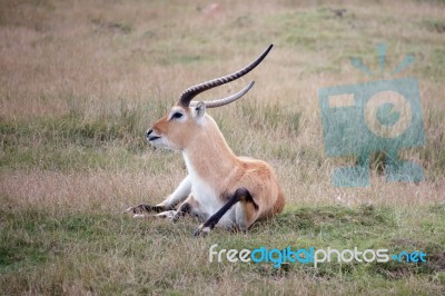 Red Lechwe Antelope (kobus Leche) Stock Photo