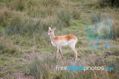 Red Lechwe Antelope (kobus Leche) Stock Photo