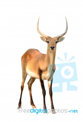 Red Lechwe Isolated On White Background Stock Photo