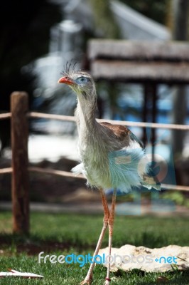 Red-legged Seriema Stock Photo