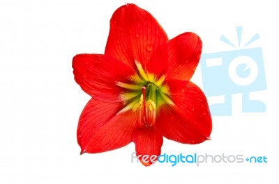 Red Lily  Stock Photo